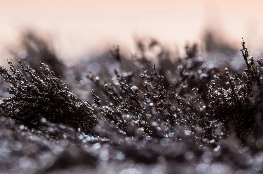 field of iron filings under magnetization