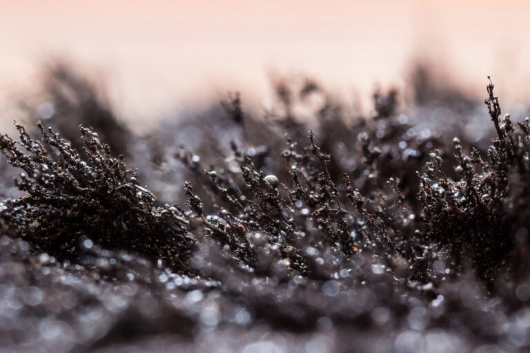 field of iron filings under magnetization